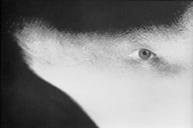 Pat Brassington, 'Marvel', 2013, pigment print, 65 x 43 cm.