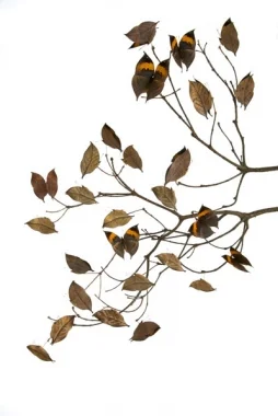 Maria Fernanda Cardoso, Hojas Secas/Dry Leafs , 2010.