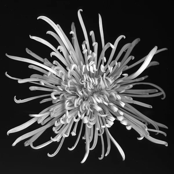 Flower No. 2 , 2011, Giclee Print, 120 x 120cm