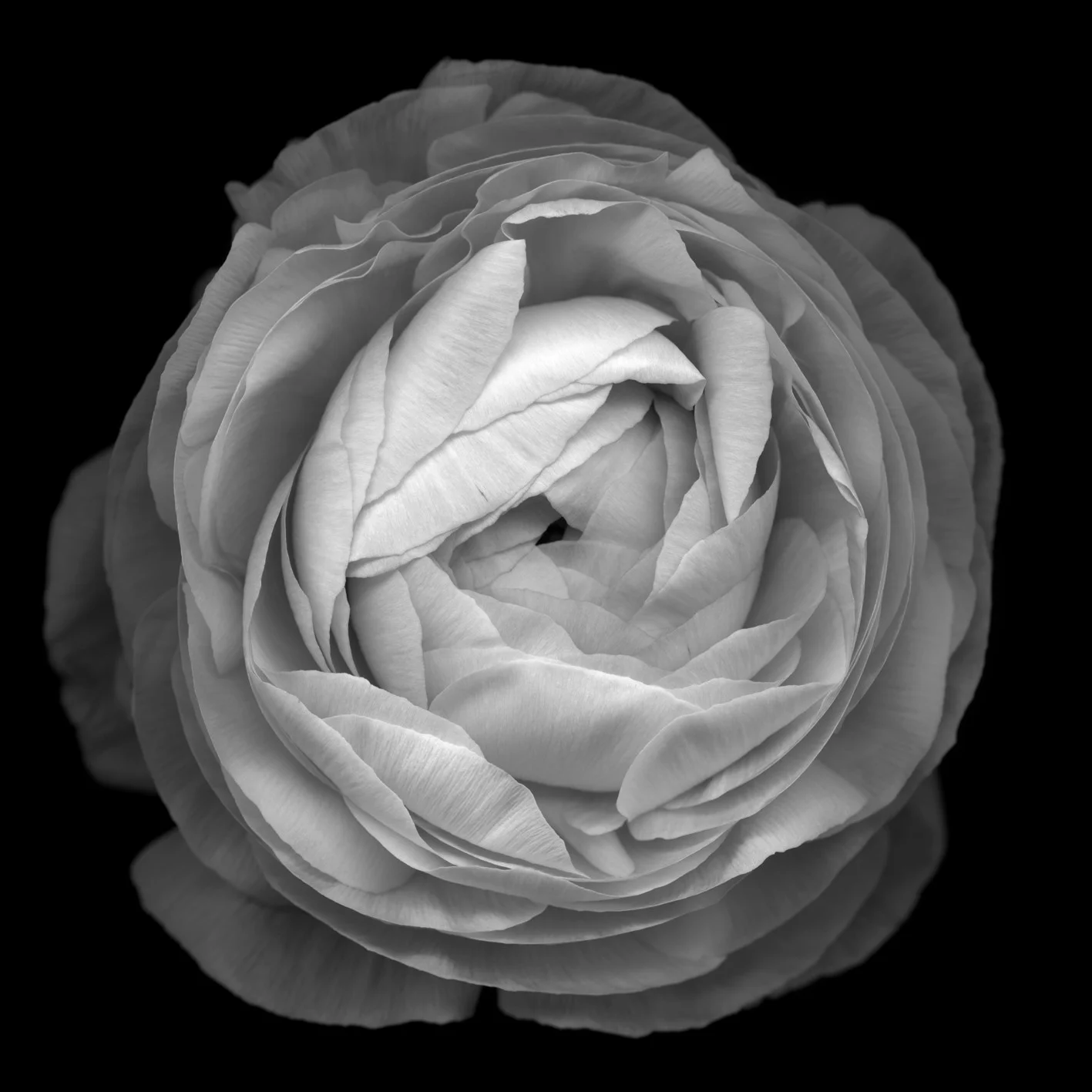 Flower No. 3 , 2011, Photograph, 120 x 120 cm