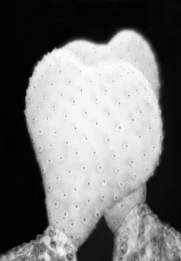 Pat Brassington, Shadow Boxer , 2013, pigment print, 96 x 74cm.