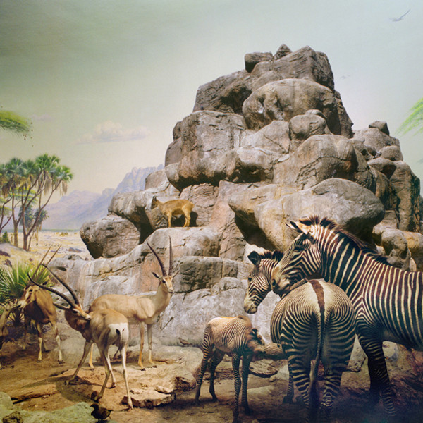   ANNE ZAHALKA     African Mammals &amp; Himalayan Tarh  2006/2007 Type C Photograph edition of 10   80 x 80 cm  