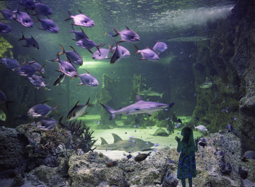   ANNE ZAHALKA     Reef Theatre, Sydney Aquarium  2003-06 Type C photograph edition of 12 115 x 145 cm  