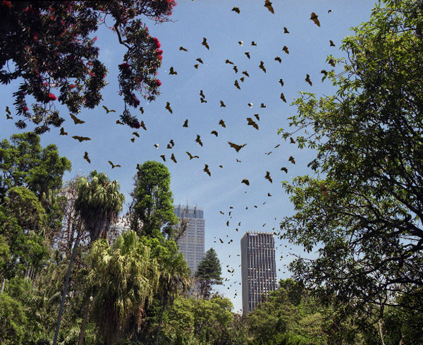   ANNE ZAHALKA     Botanical Gardens, Sydney  2003-06 Type C photograph edition of 12   11  5 x 14  5 cm  