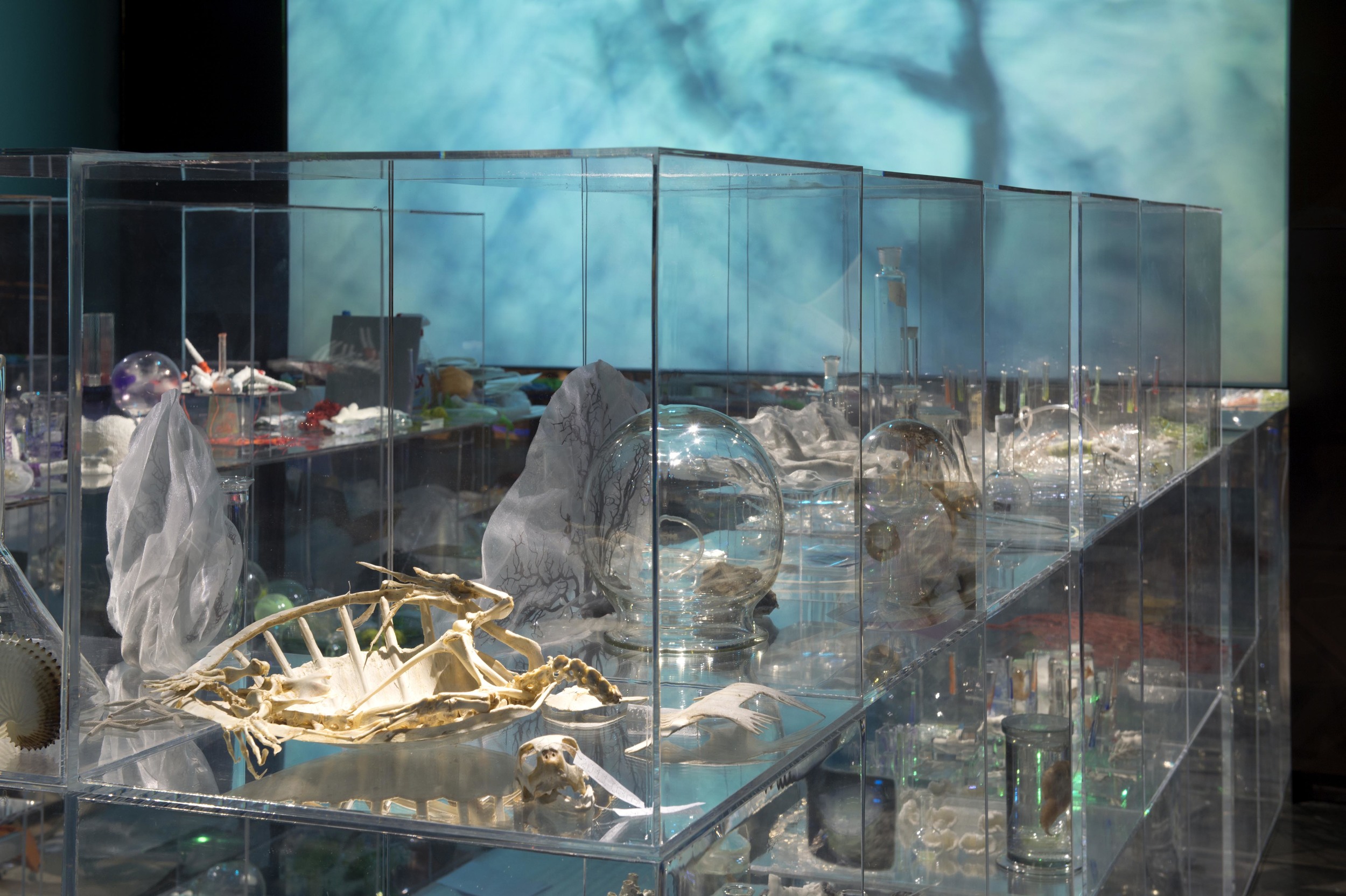 Deep Breathing: Resuscitation for the Reef , 2015, Artists 4 Paris Climate, Muséum National d'historie Naturelle, Paris
