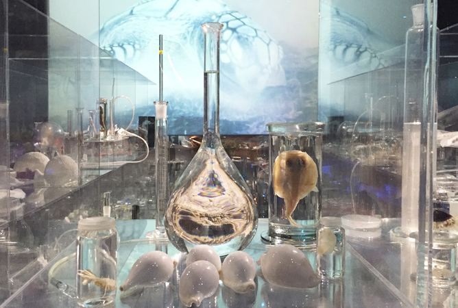 Janet Laurence, Deep Breathing (Resuscitation for the Reef) , 2015, installation view. 