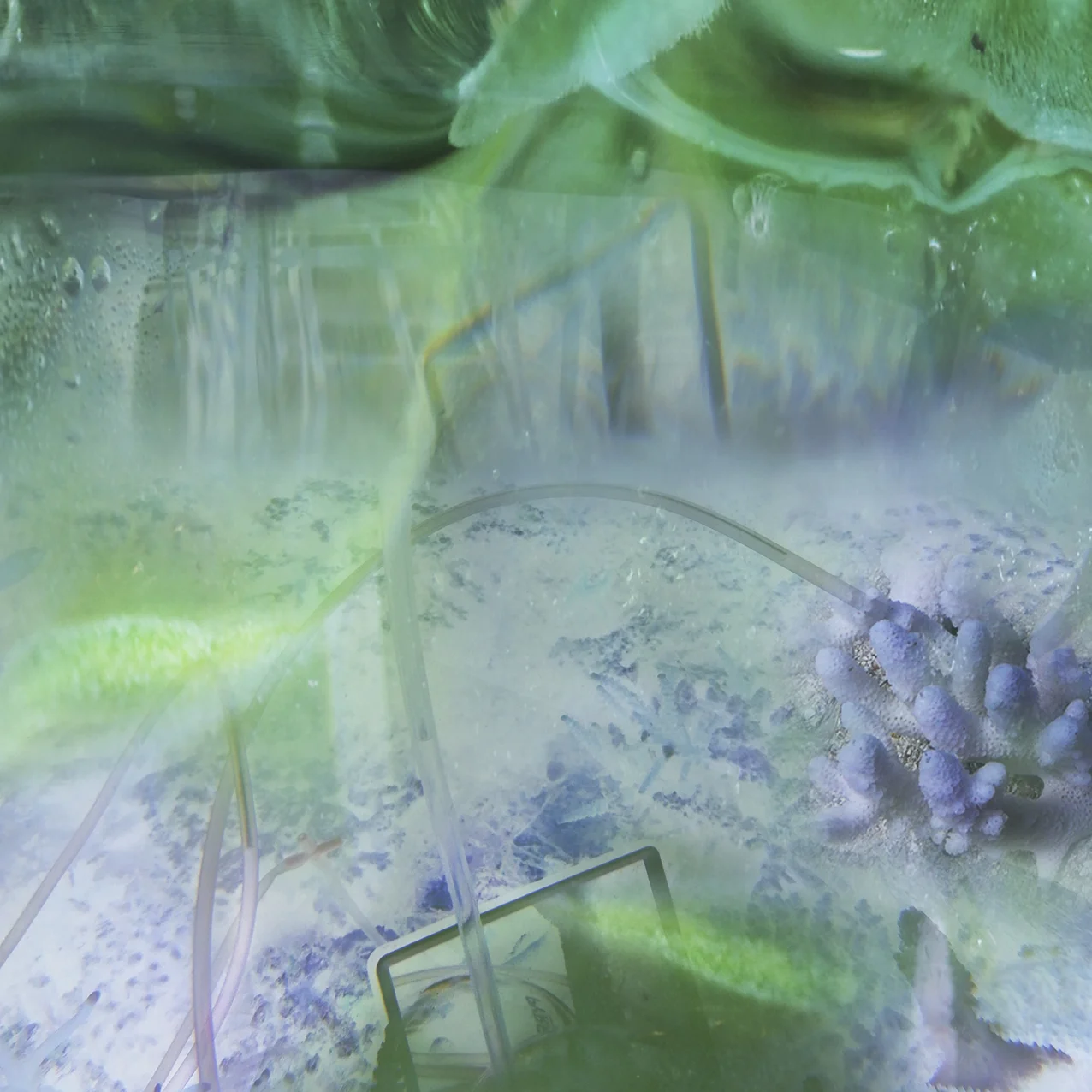 Janet Laurence, CORAL COLLAPSE II - Reef Resuscitation, 2015, duraclear, acrylic box, 90 x 90 x 5 cm.