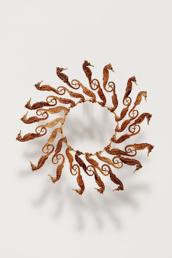 Maria Fernanda Cardoso, Seahorse Circle , 2003