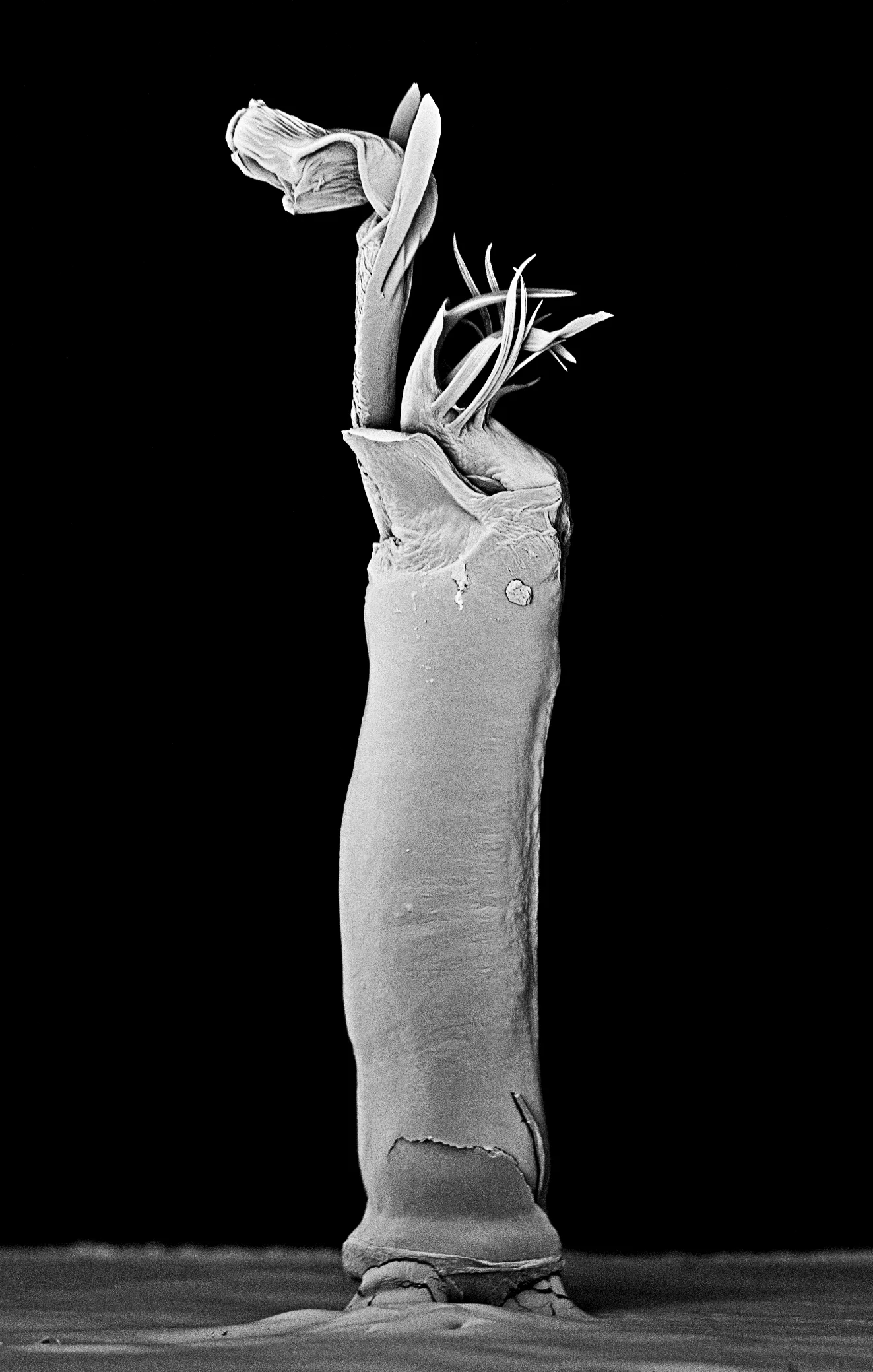Maria Fernanda Cardoso, Electromicroscopic scan of the Thelbunus mirabilus penis (Harvestman) Opiliones , 2010, archival pigment print on 300gsm cotton rag, 31 x 24cm. 