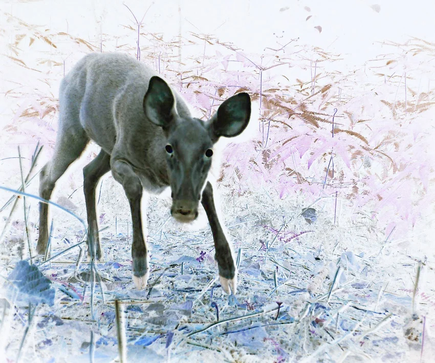 Janet Laurence, Biologist’s Camera Trap, Aceh Camp, Fauna and Flora International, 2012