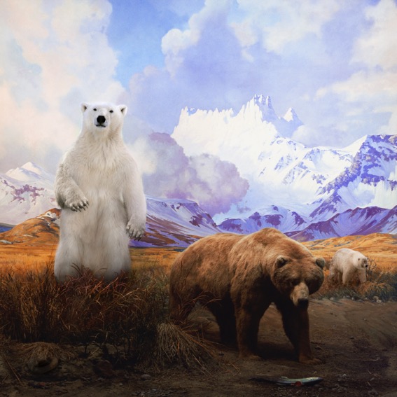 Zahalka_Polar bear, grizzly bear and grolar bear_2017_ARC ONE.jpeg