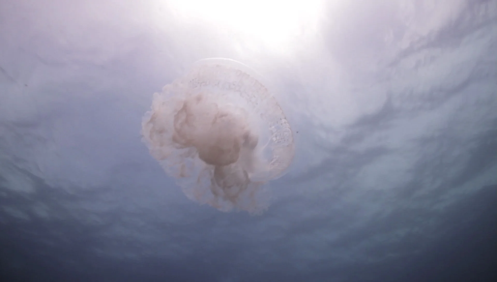 Janet Laurence, Deep Breathing - Resuscitation for the Reef - Part 1, 2016, 1080p HD Digital Loop, 11.50mins