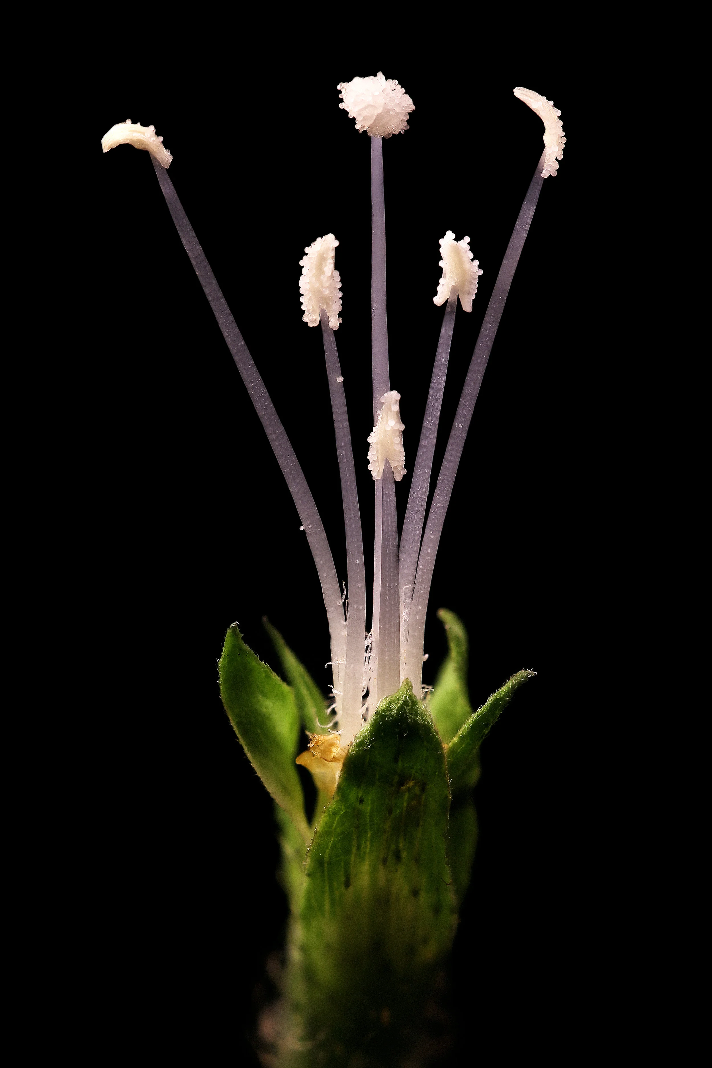 Maria Fernanda Cardoso, Naked Flora #6: One Wife, five husbands , digital print, acrylic face, 45 x 30cm.