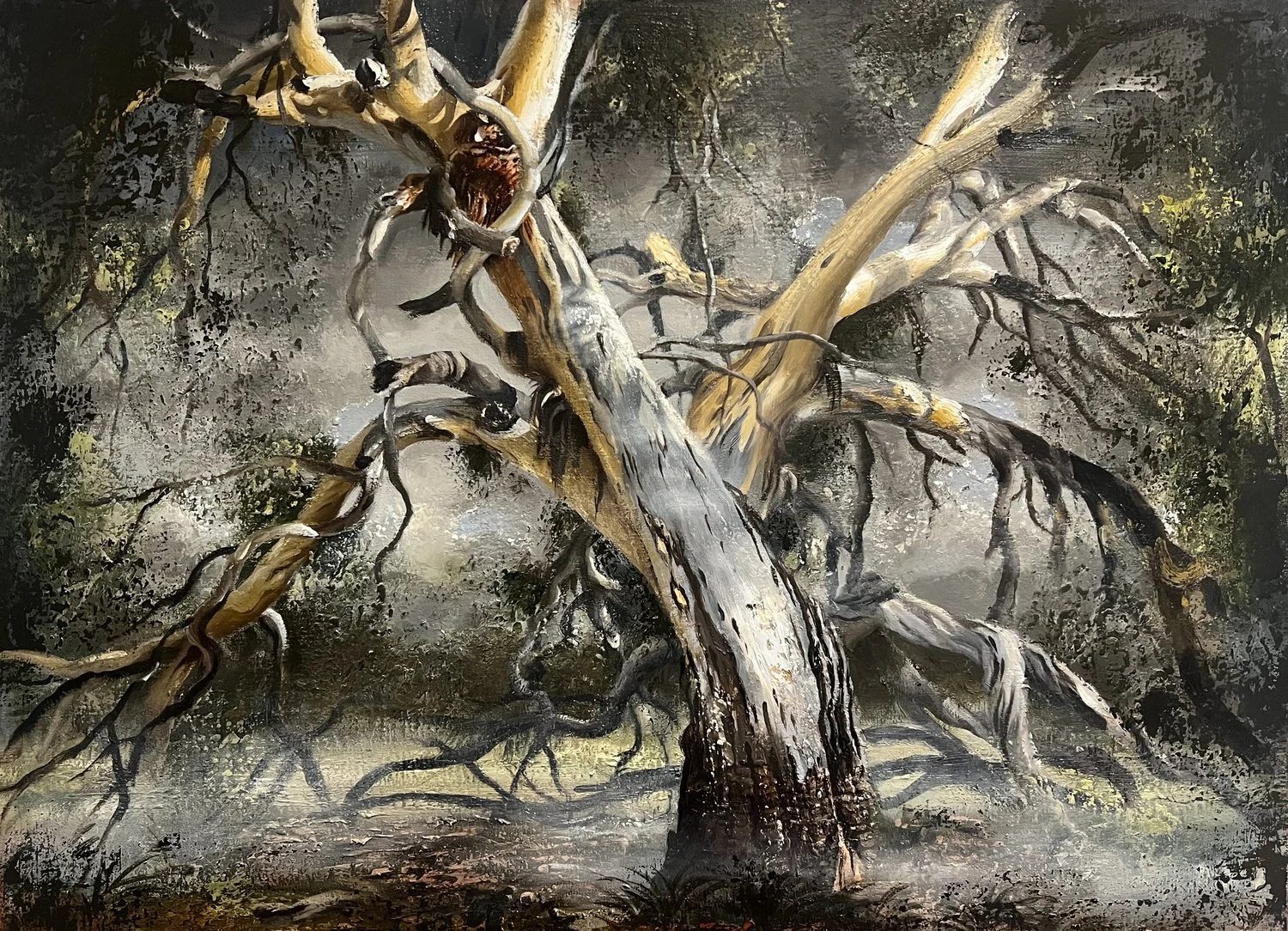 PETER DAVERINGTON River Red Gum - June 9am , 2022 Oil on linen, framed 61 x 81 cm