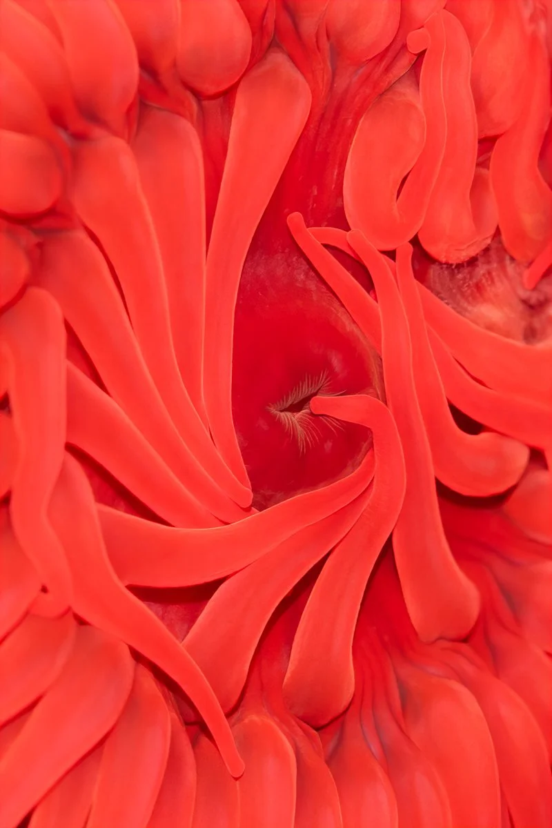   LONG &amp; STENT   Red sip , 2024 Archival pigment print, edition of 5 87 x 58 cm 