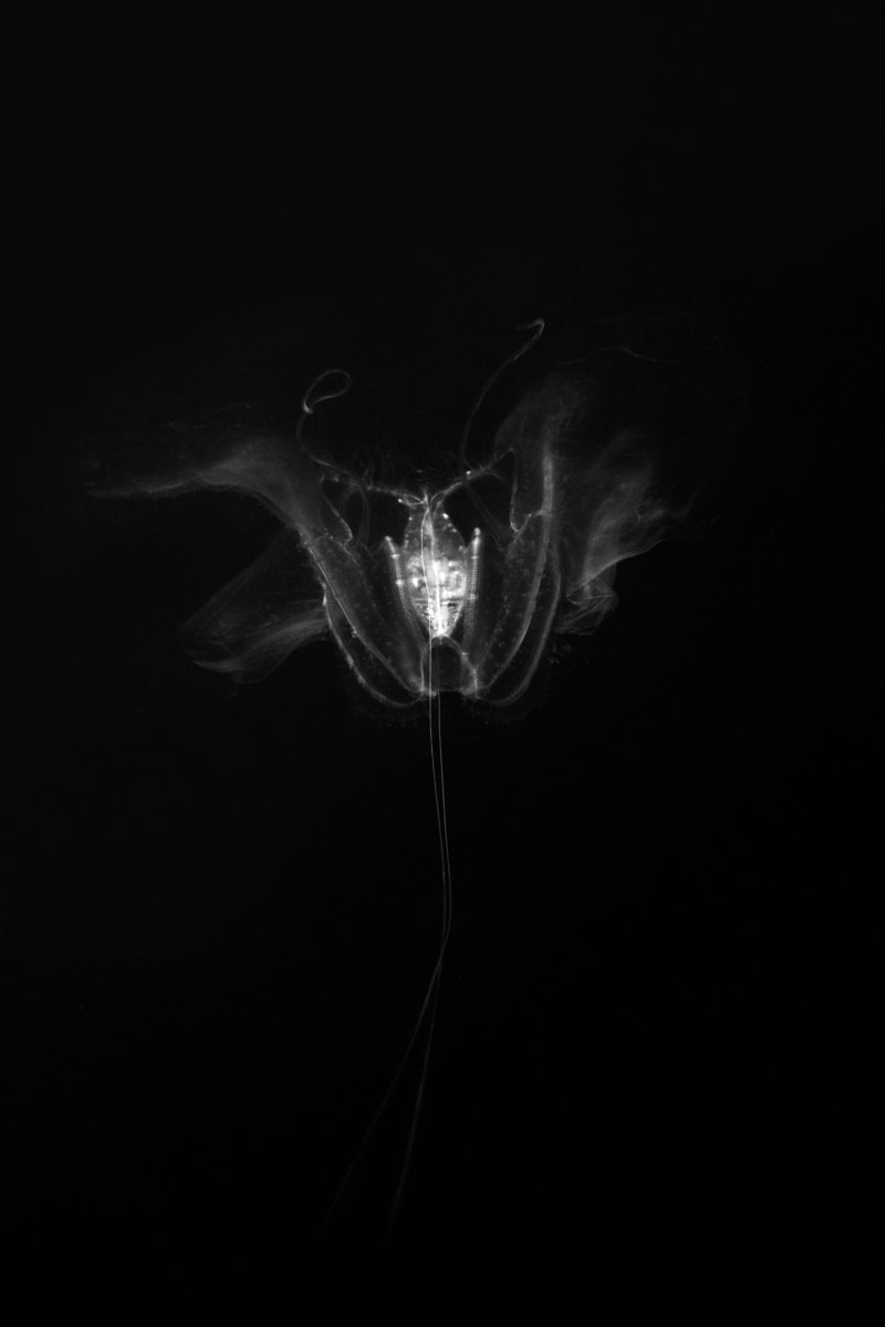   LONG &amp; STENT   Night flower , 2024 Archival pigment print, edition of 5  108 x 72 cm 