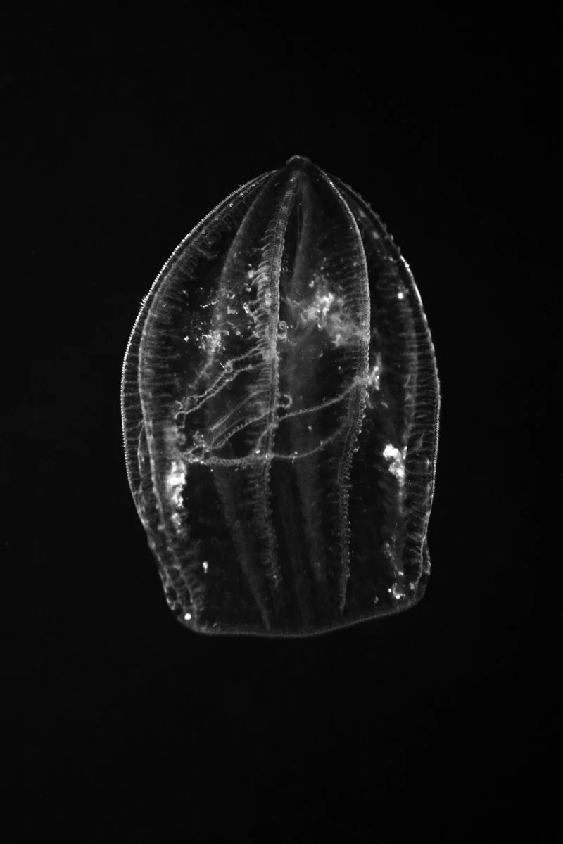   LONG &amp; STENT   Sea comb , 2024 Archival pigment print, edition of 5  108 x 72 cm 