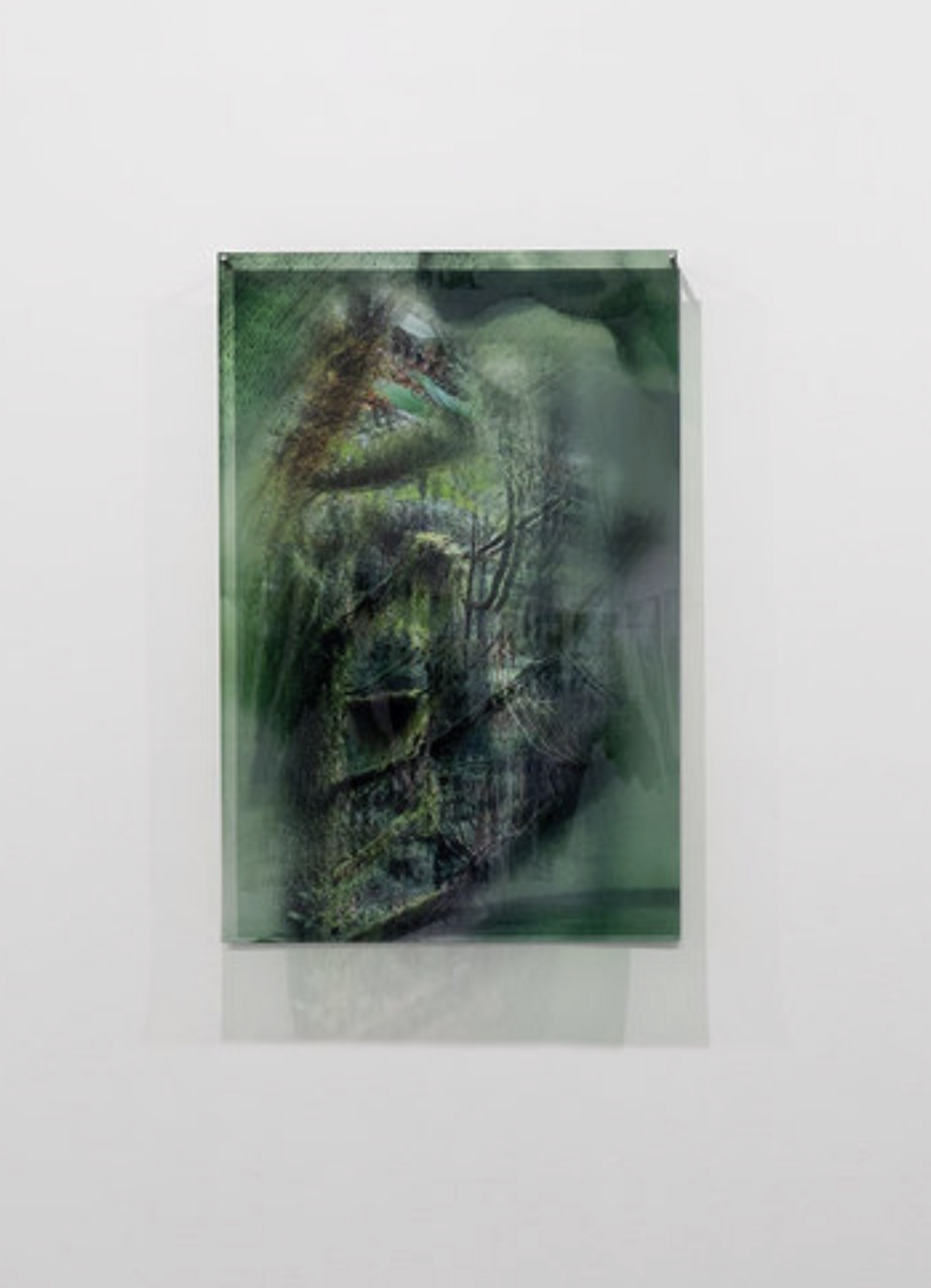   JANET LAURENCE  '   Conversations with Trees II ' from the 'Entangled Garden for Plant Memory' series , 2019 Duraclear on acrylic, edition of 3 + 1 A/P 120 x 80 cm 