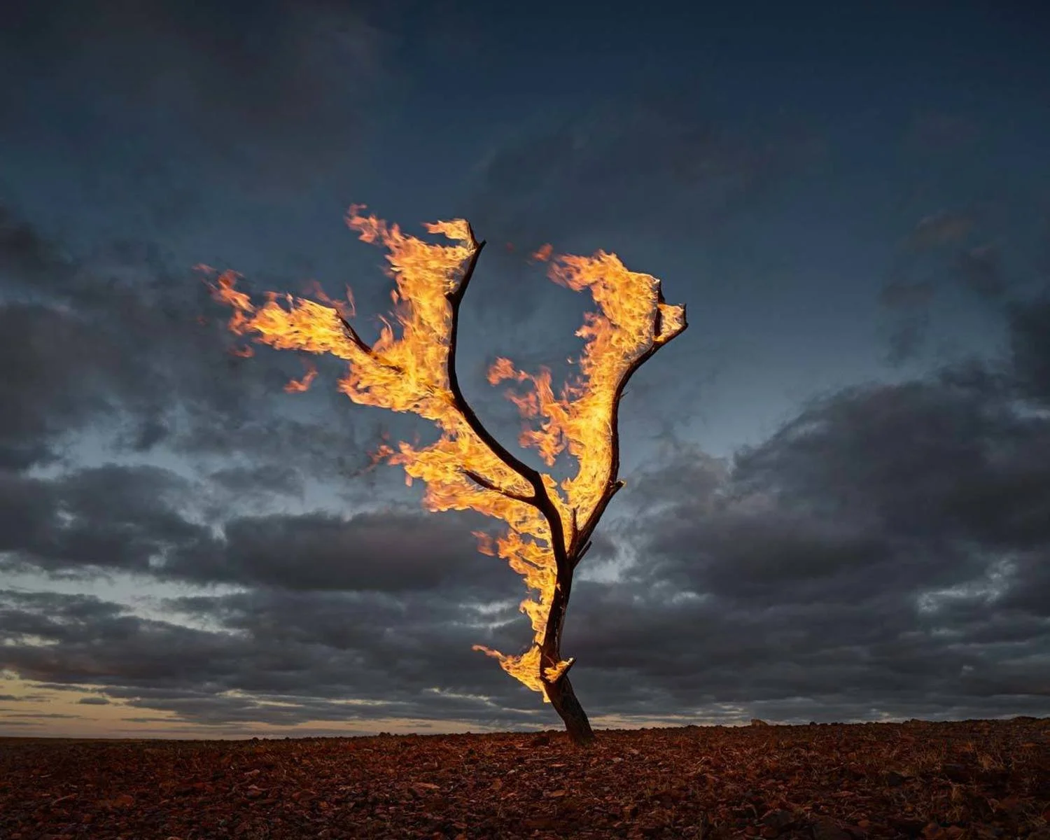   MURRAY FREDERICKS   Burning Tree Allandale Station , 2015 Digital pigment print, edition of 7 + 2 A/P 120 x 150 cm 