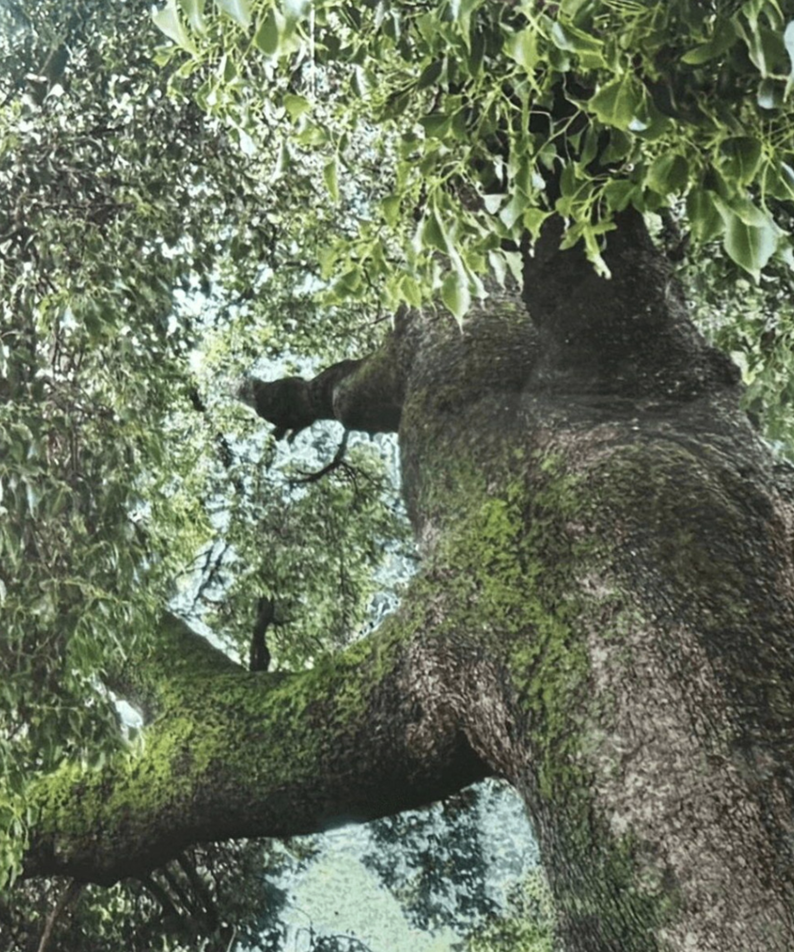 Screenshot 2026-04-08 at 11.15.51 AM.png