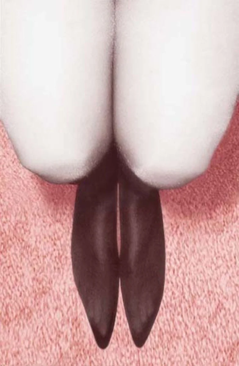   PAT BRASSINGTON   Avid , 2004 Pigment print, edition of 6 + 2 AP 72 x 47 cm 