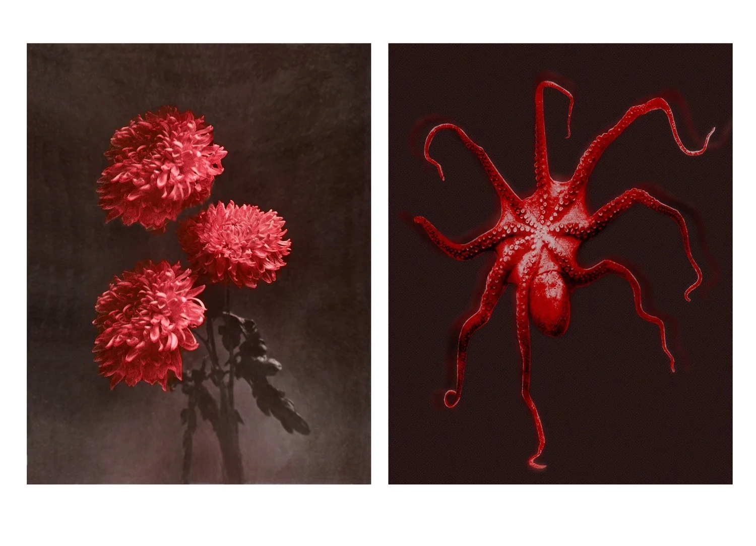   PAT BRASSINGTON   Plain Song  (diptych), 2018 Pigment Print, edition of 8 + 2 A/P 80 x 127 cm (overall) 