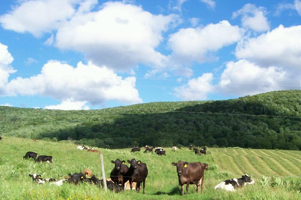 Raindance herd.jpg