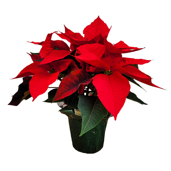Holiday-Plants-Poinsettia-4in-Red-1000x1000--600x600.png