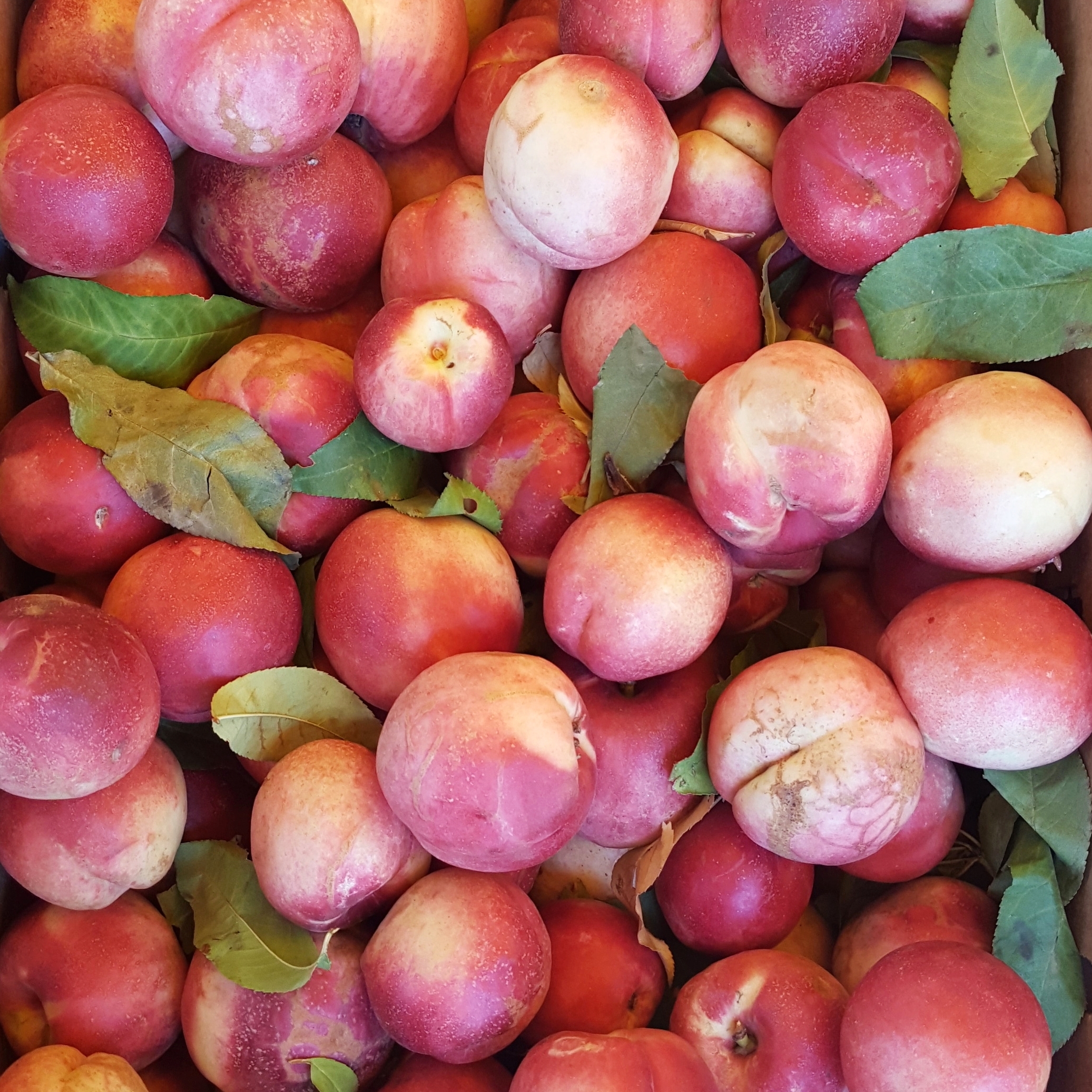 August 2016: Buckwheat Nectarine