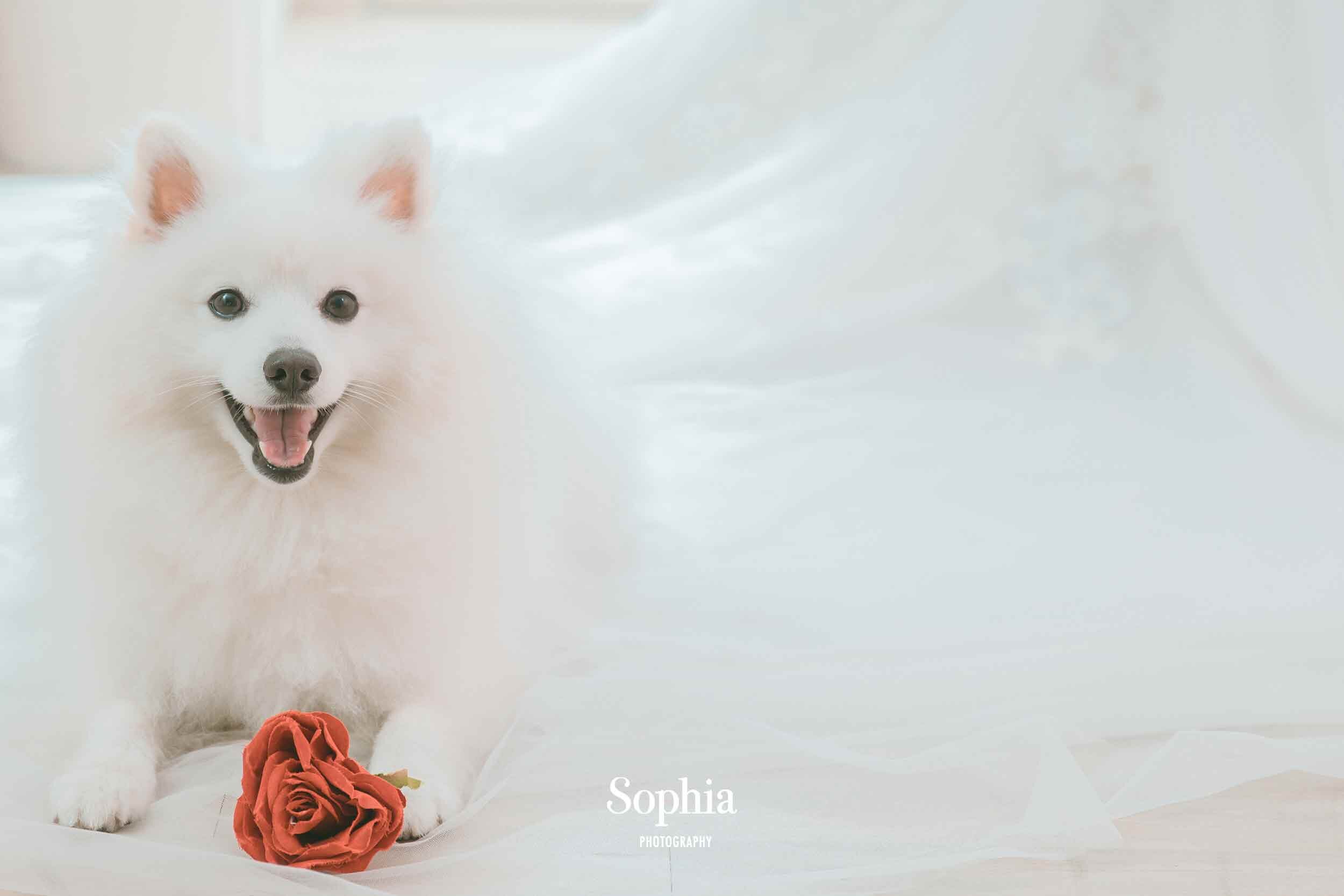  蘇菲雅婚紗-內景寵物照 