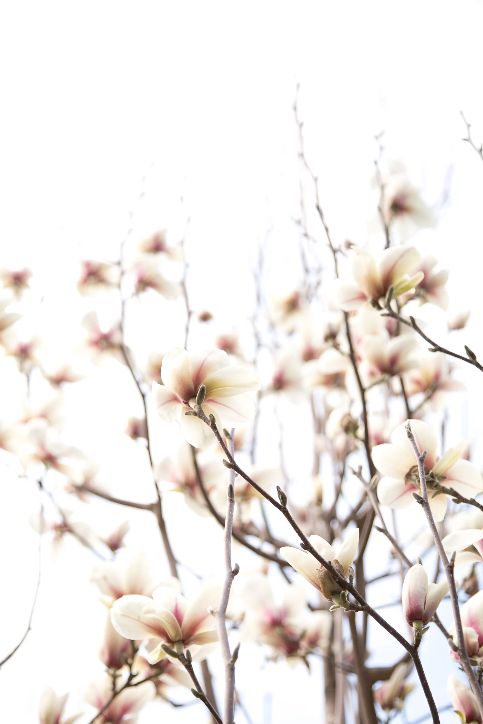 Tracy_Rodriguez_Photography_Blog-5205.jpg
