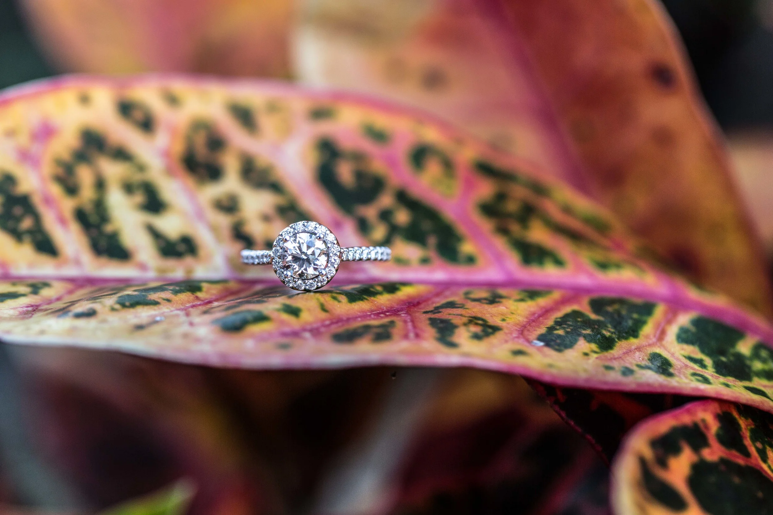 Tracy_Rodriguez_Photography_Engagement_Portfolio_SashaAndBrian-5039.jpg