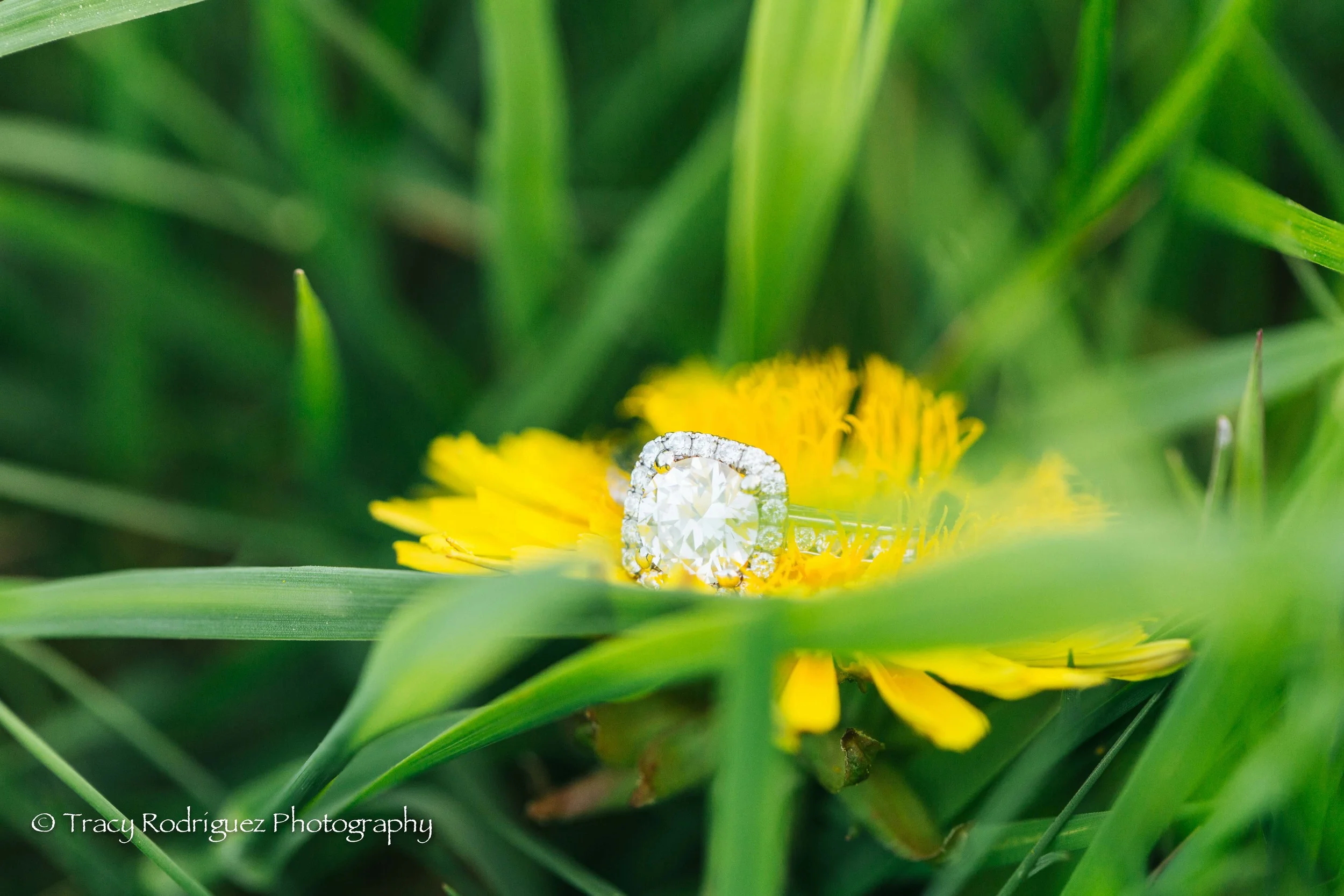 TracyRodriguezPhotography-LowRes-78.jpg