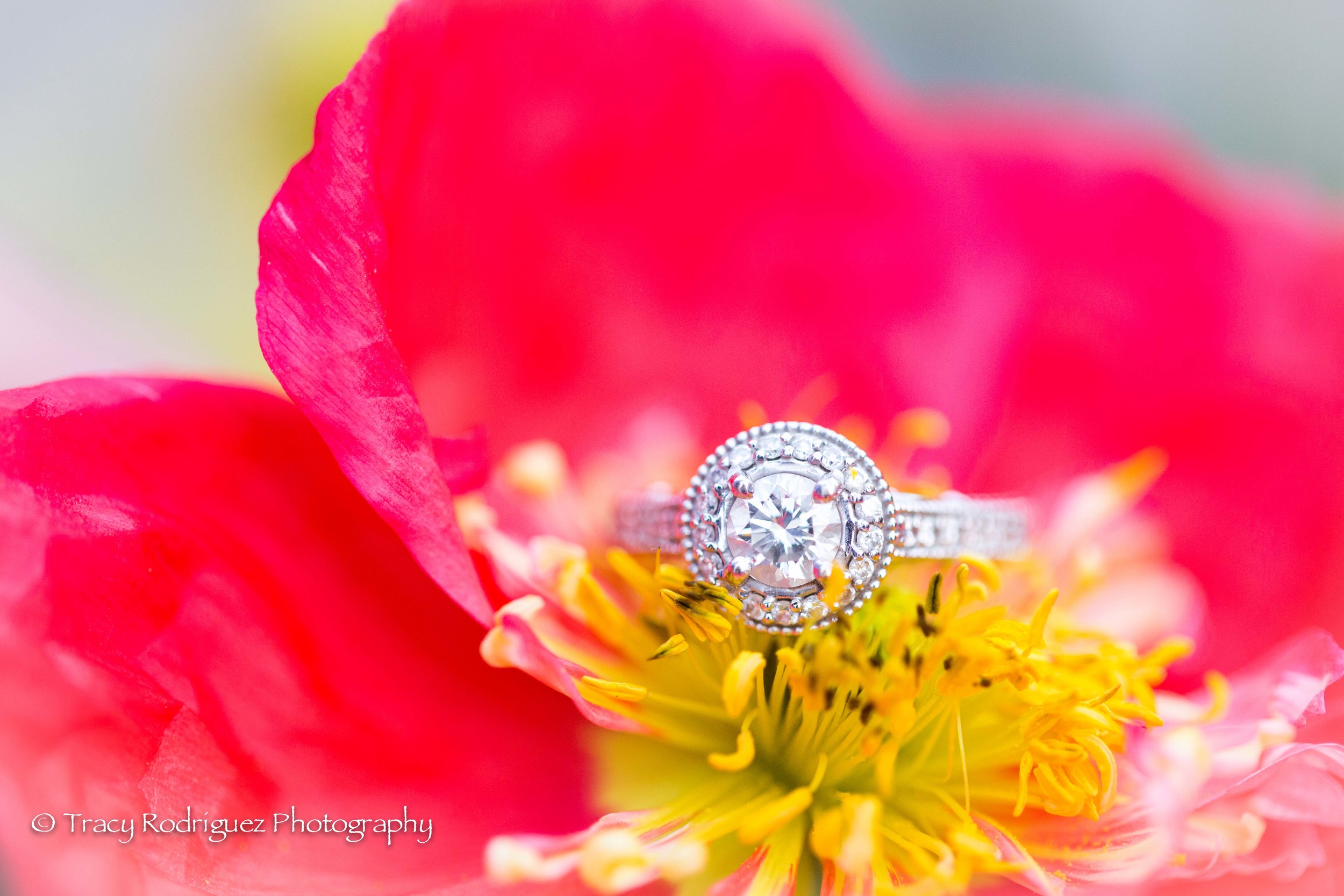 TracyRodriguezPhotography-Engagement-LowRes-90.jpg