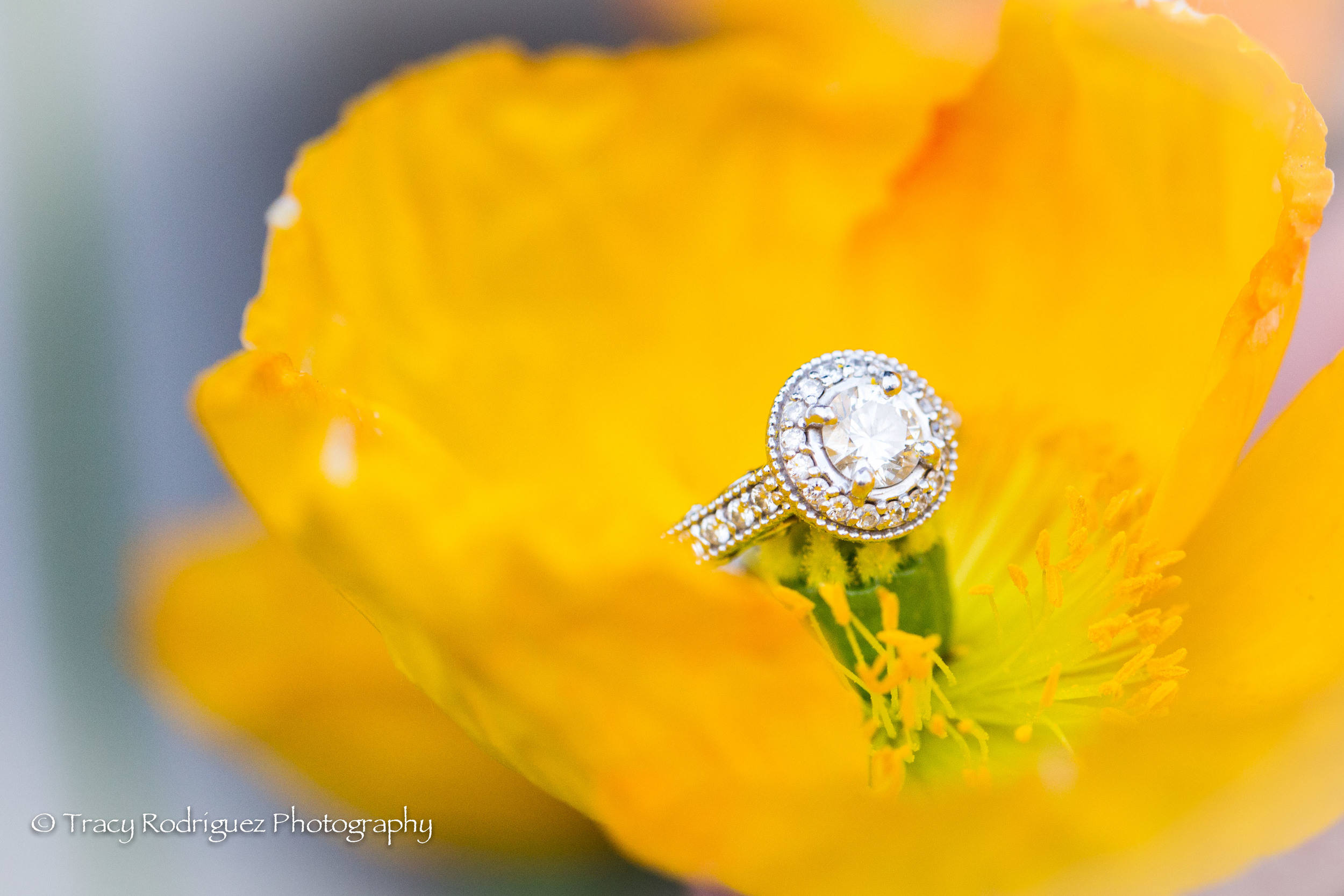 TracyRodriguezPhotography-Engagement-LowRes-91.jpg