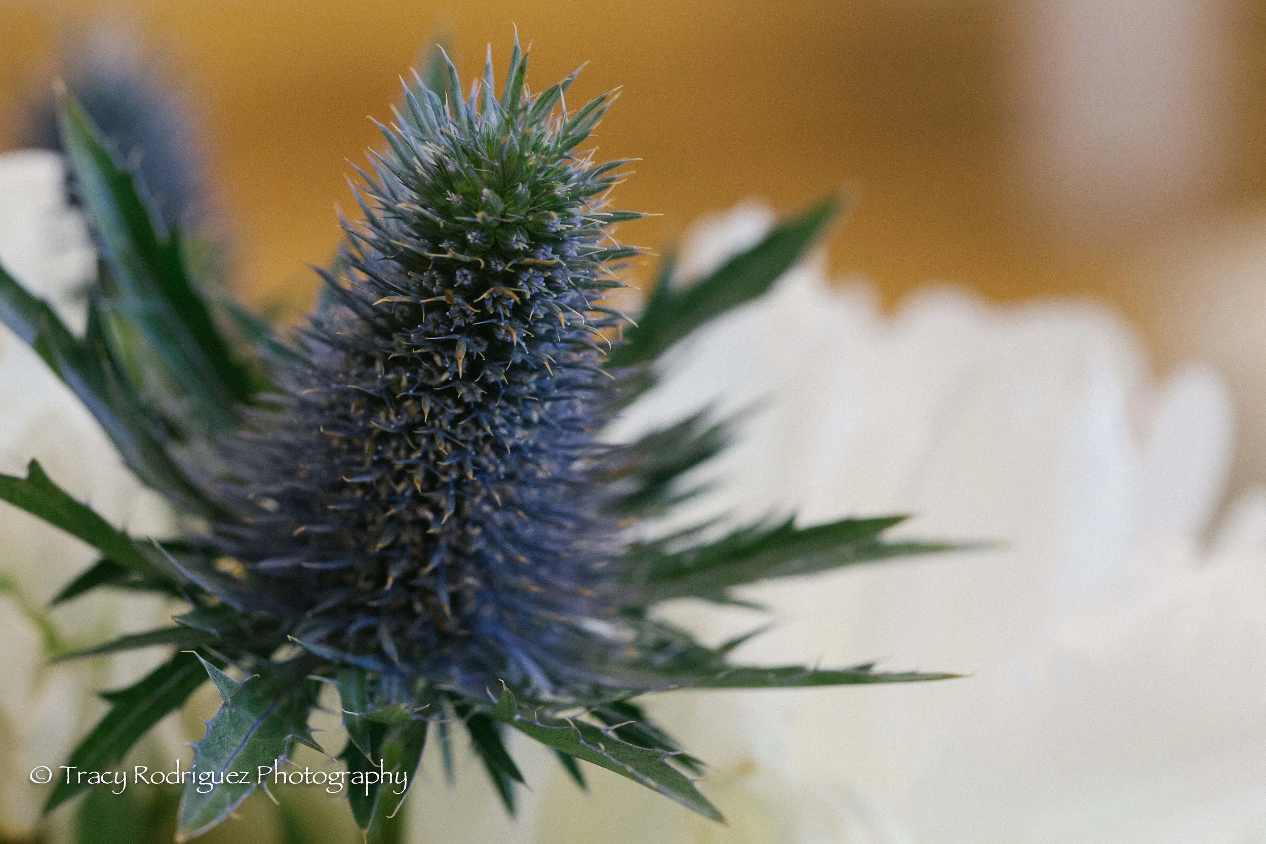 TracyRodriguezPhotography-3.jpg