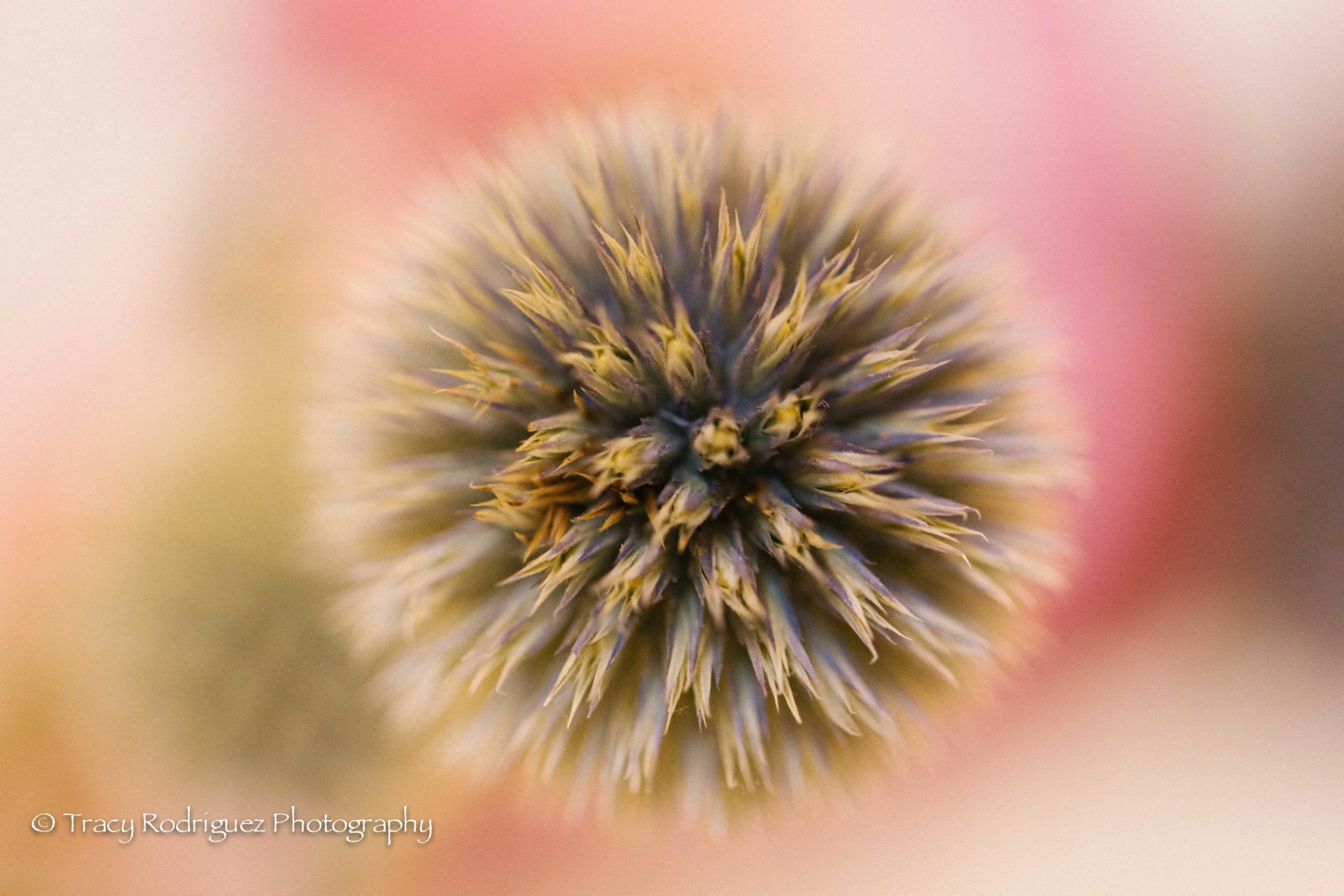 TracyRodriguezPhotography-6-2.jpg