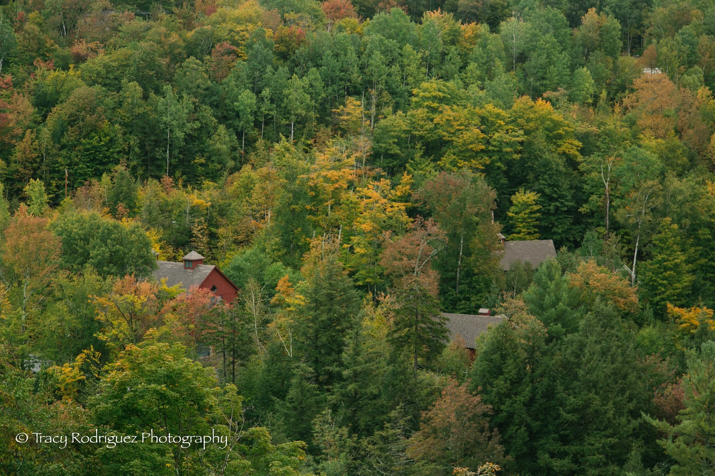 TracyRodriguezPhotography-2-2.jpg
