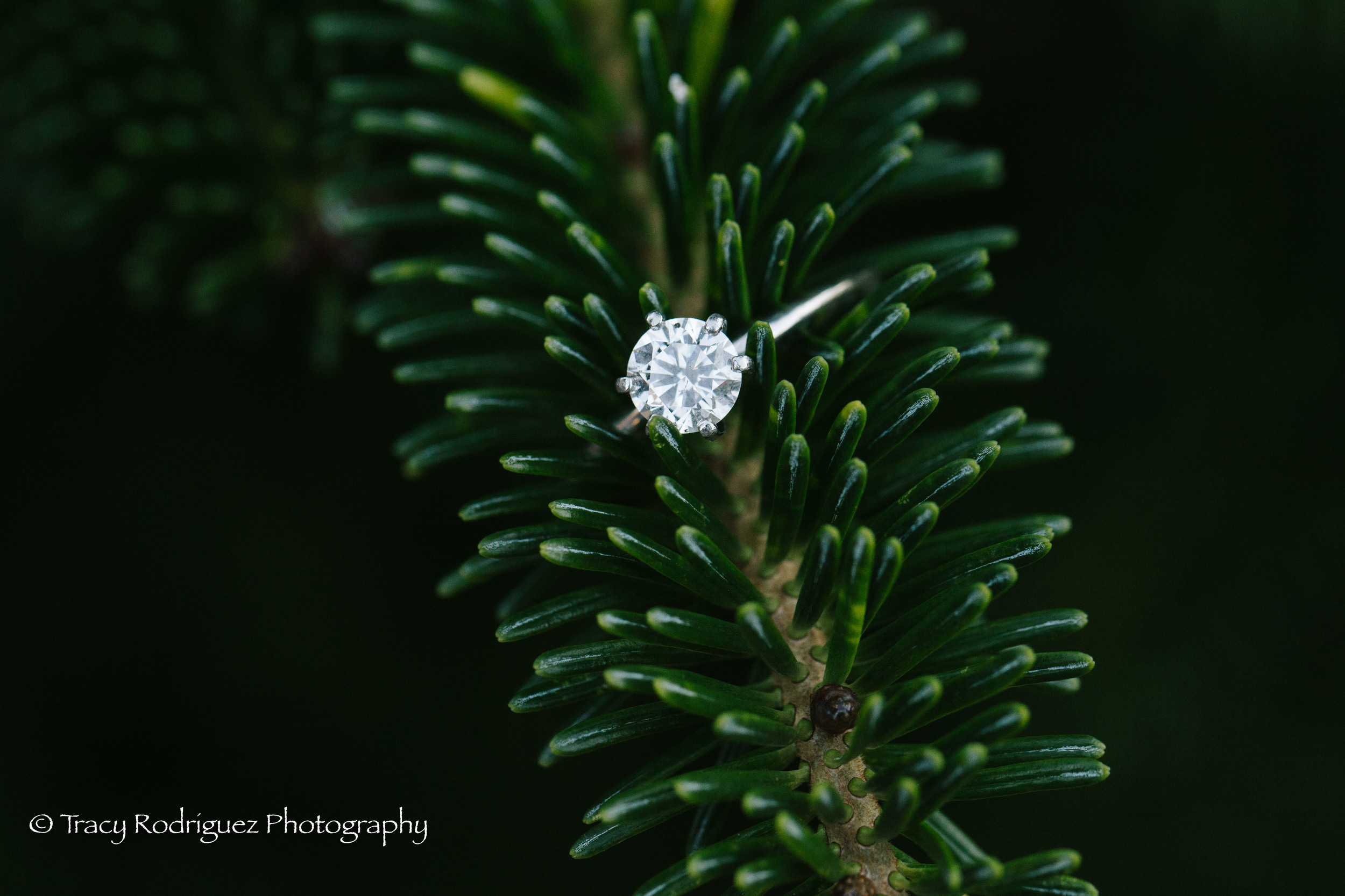 Christmas Tree Farm Engagement Session - Boston Engagement Session by Tracy Rodriguez Photography