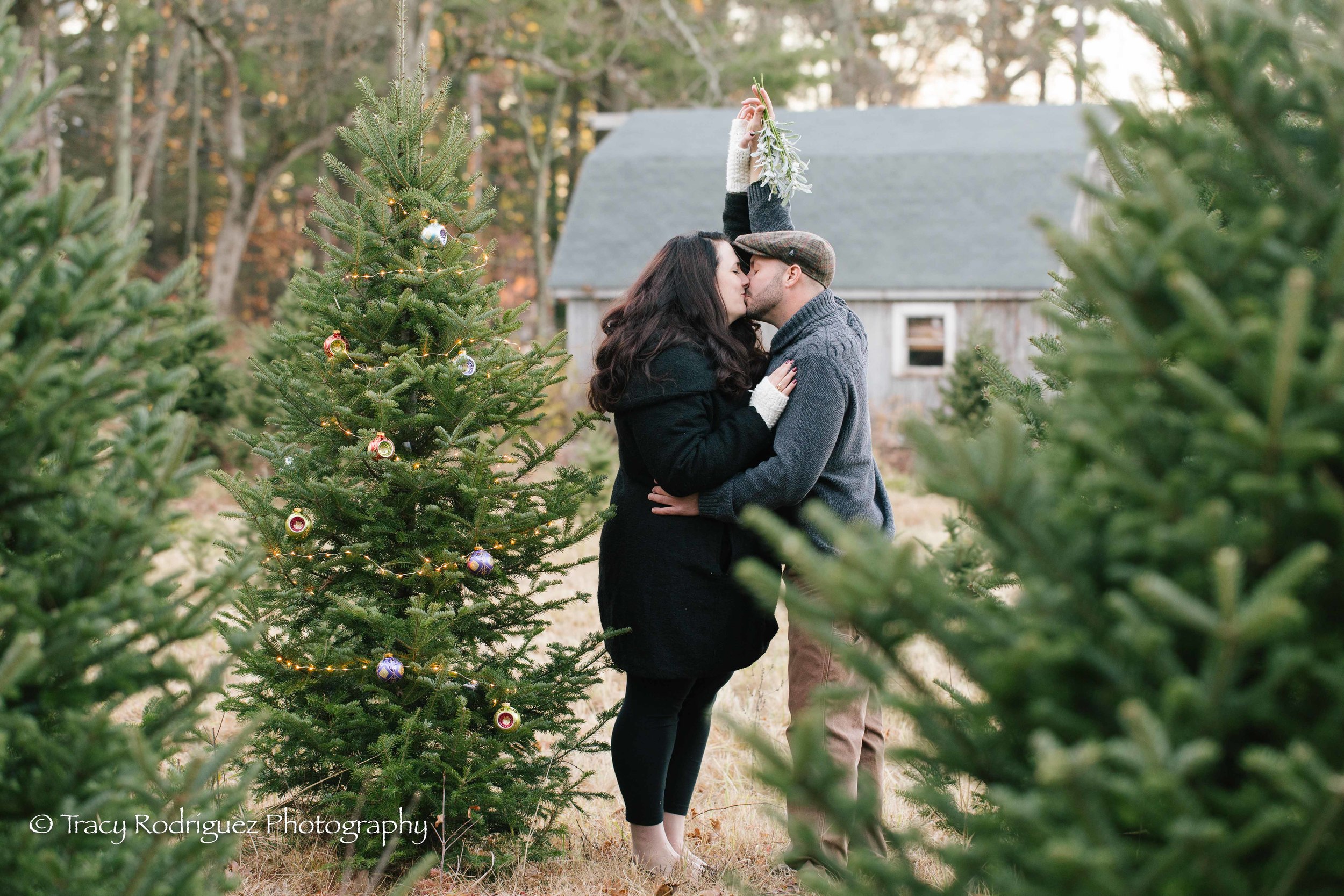 Christmas Tree Farm Engagement Session - Boston Engagement Session by Tracy Rodriguez Photography