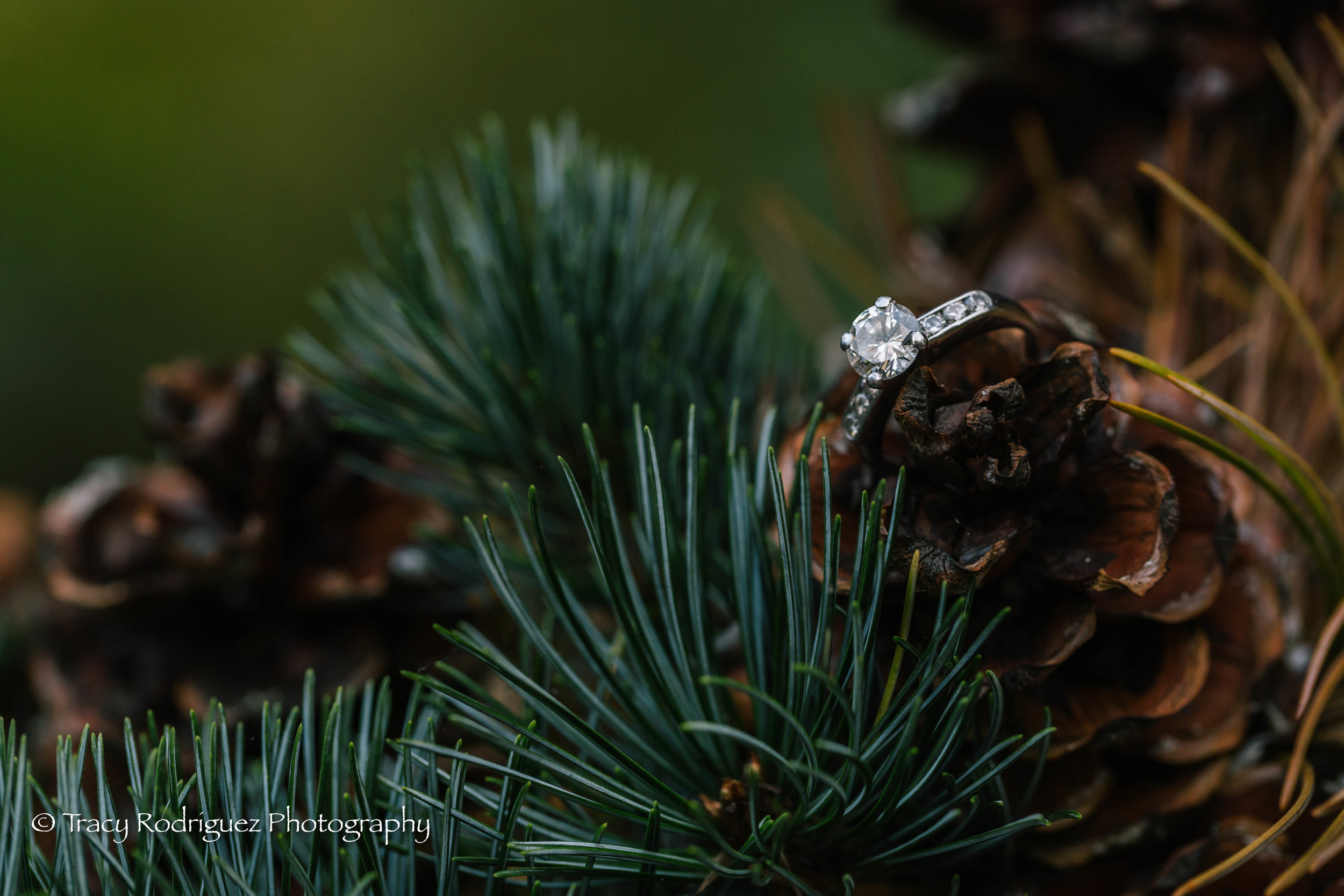 tracyrodriguezphotography-17.jpg