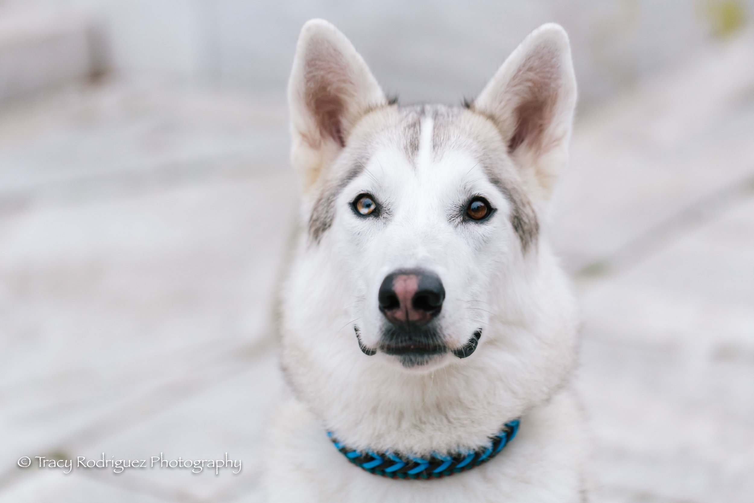 tracyrodriguezphotography-32.jpg