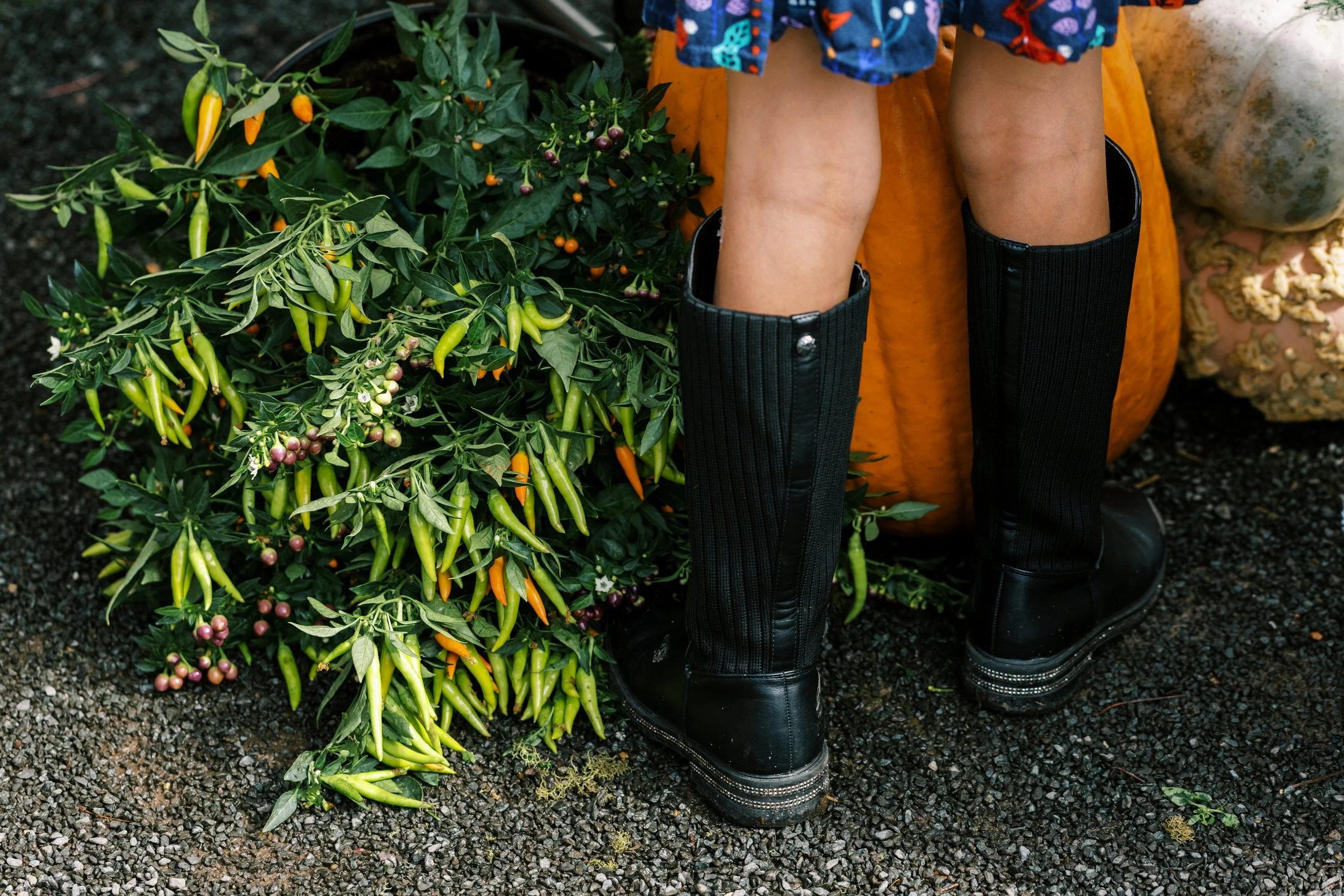 2024-tracy-rodriguez-photography-anthropologie-kisstheground-terrain-westport-ct-20.JPG