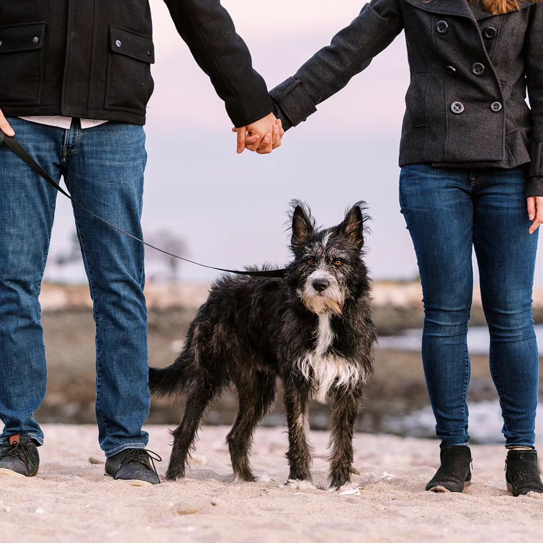 This adorable couple commemorated getting their rescue pup with a family photo shoot and I couldn't love it more. 🐕&zwj;🦺🐾#westport #rescuedog #adoptdontshop #westportfamilyphotographer