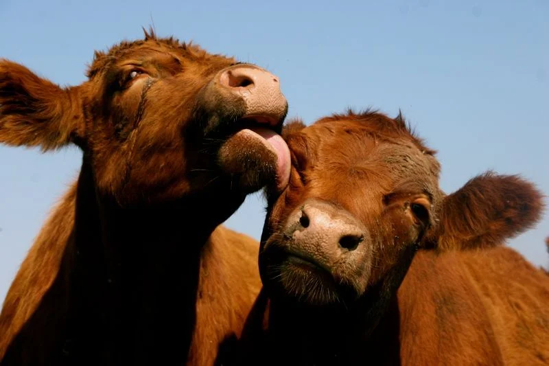 cattle.v.summer.2010.jpg