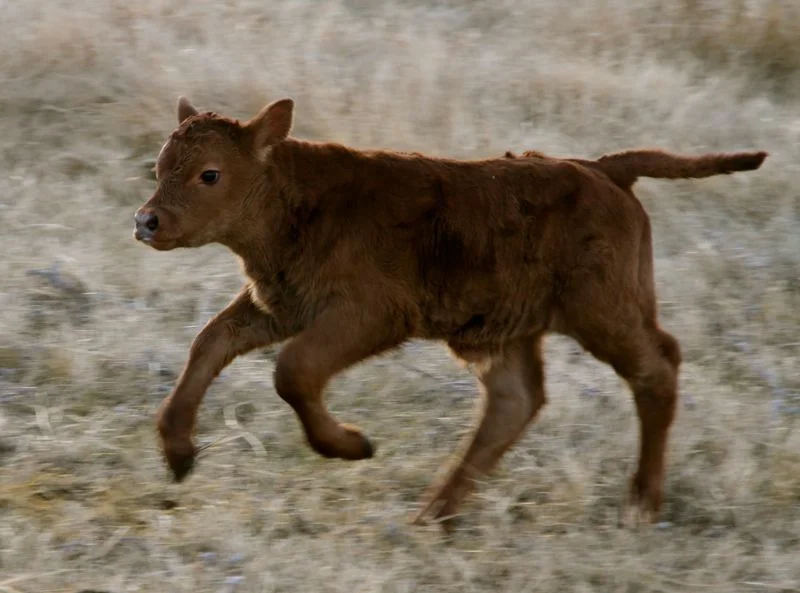 cattle.viii.spring.2010.jpg
