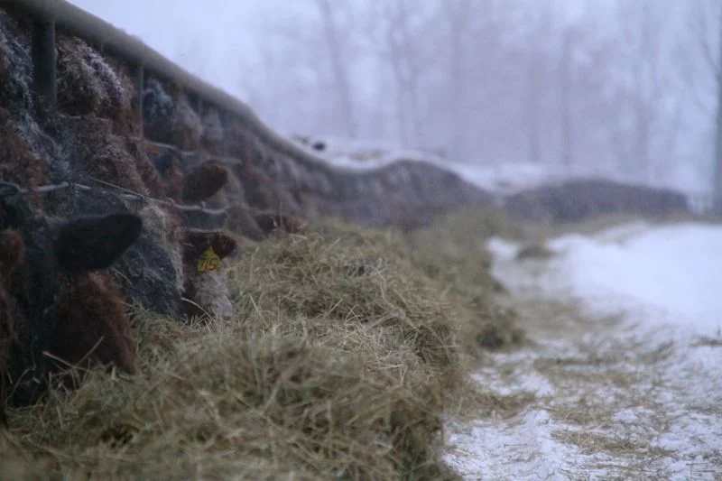 cattle.vi.winter.2010.jpg