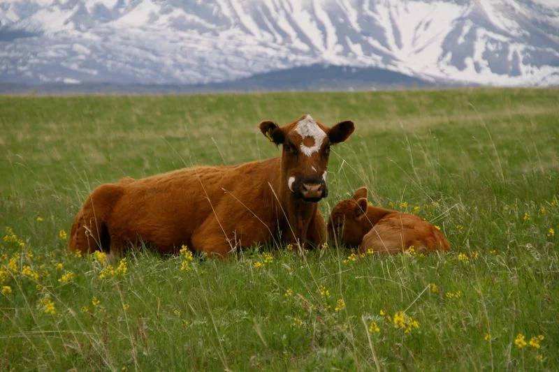 cattle.vii..jpg
