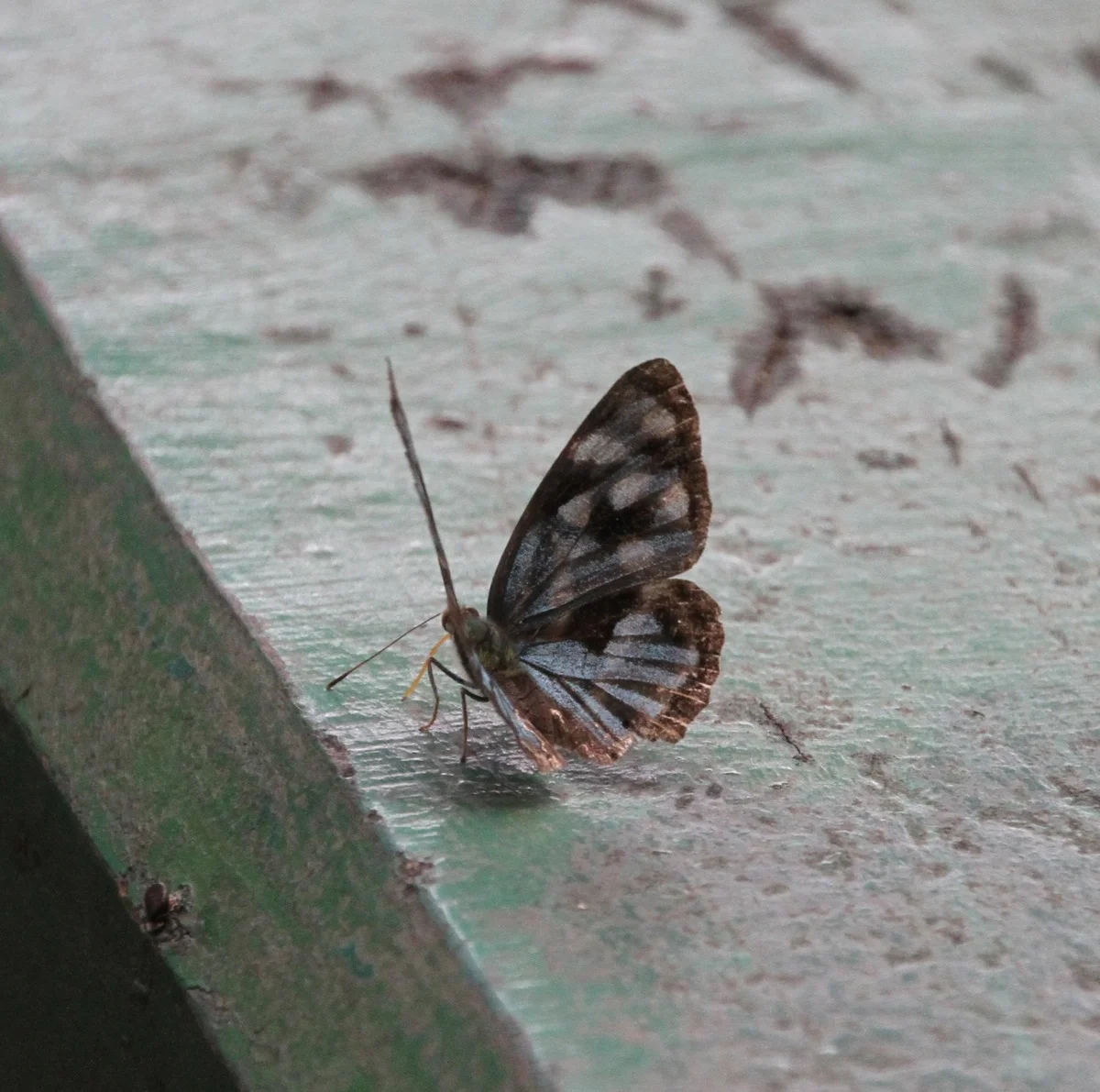 brazil.december.2012.17.jpg