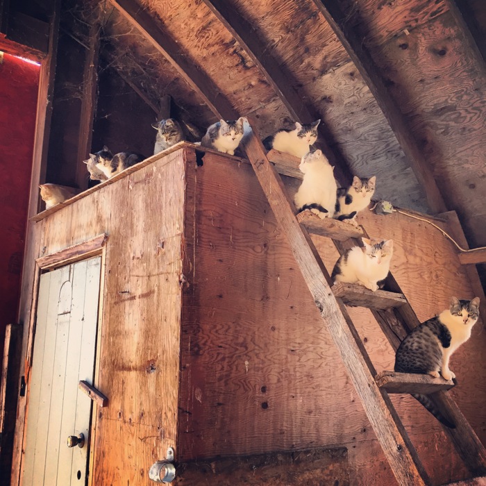 Cats1.jpg